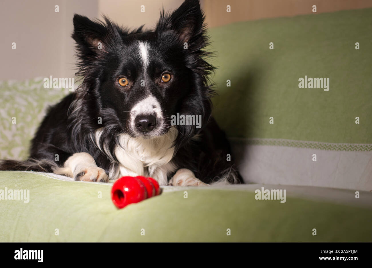 Un adorabile Border Collie cucciolo con il suo gioco sul lettino Foto Stock