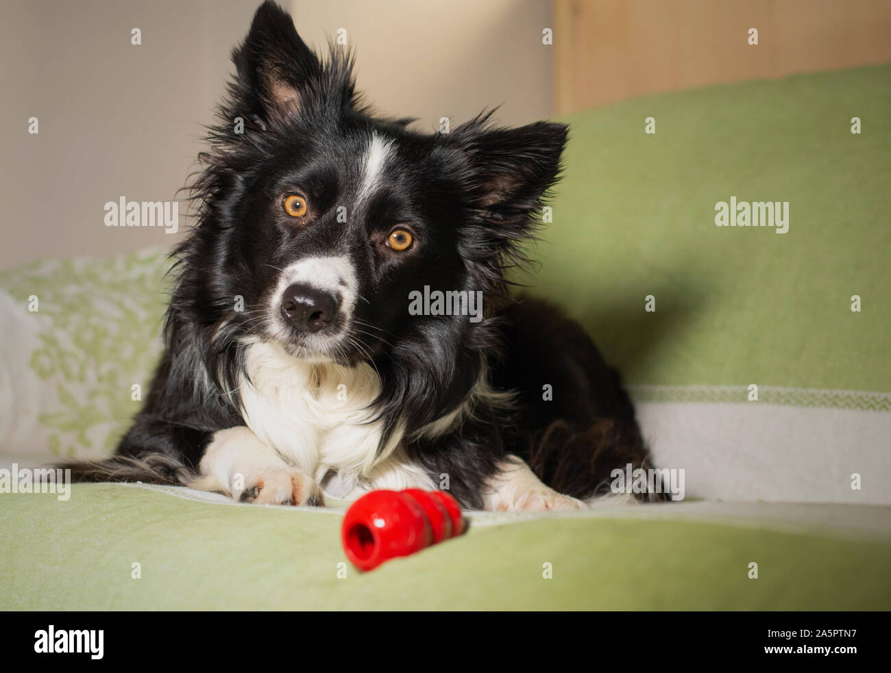 Bel ritratto di un Border Collie cucciolo con il suo gioco sul divano guardando nella telecamera Foto Stock