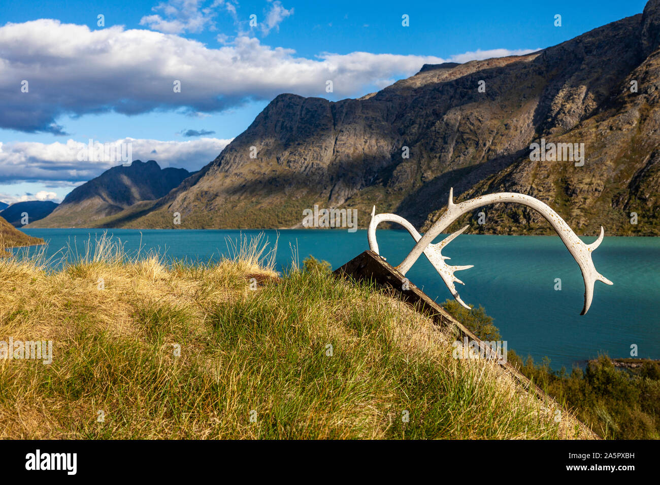 Corna sul tetto di casa in massa Foto Stock