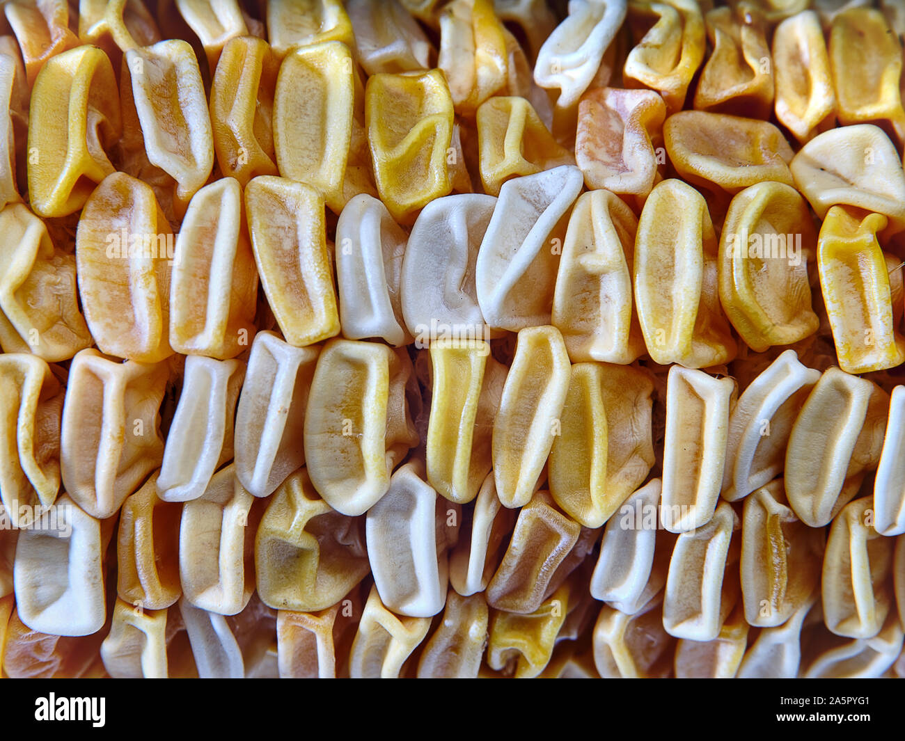 Dettaglio della secca di chicchi di mais Foto Stock