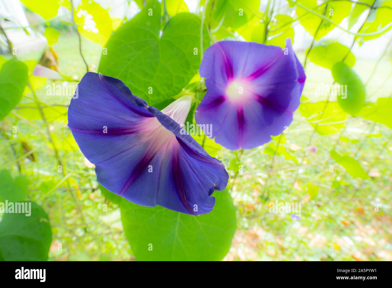 Gloria di mattina i fiori in una giornata di sole Foto Stock