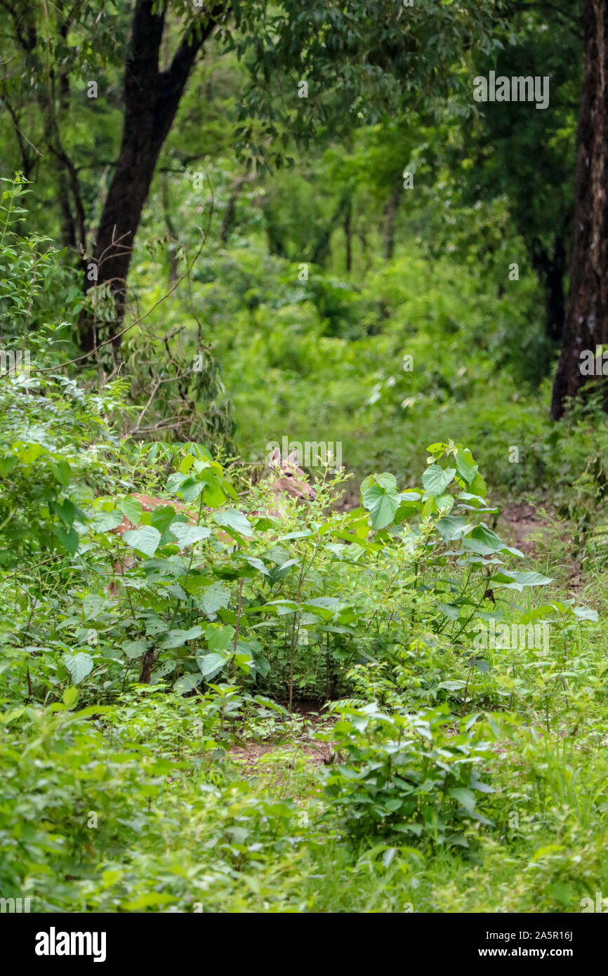 Il cervo nascosto nel paesaggio selvaggio di il parco nazionale di Chitwan, Nepal Foto Stock