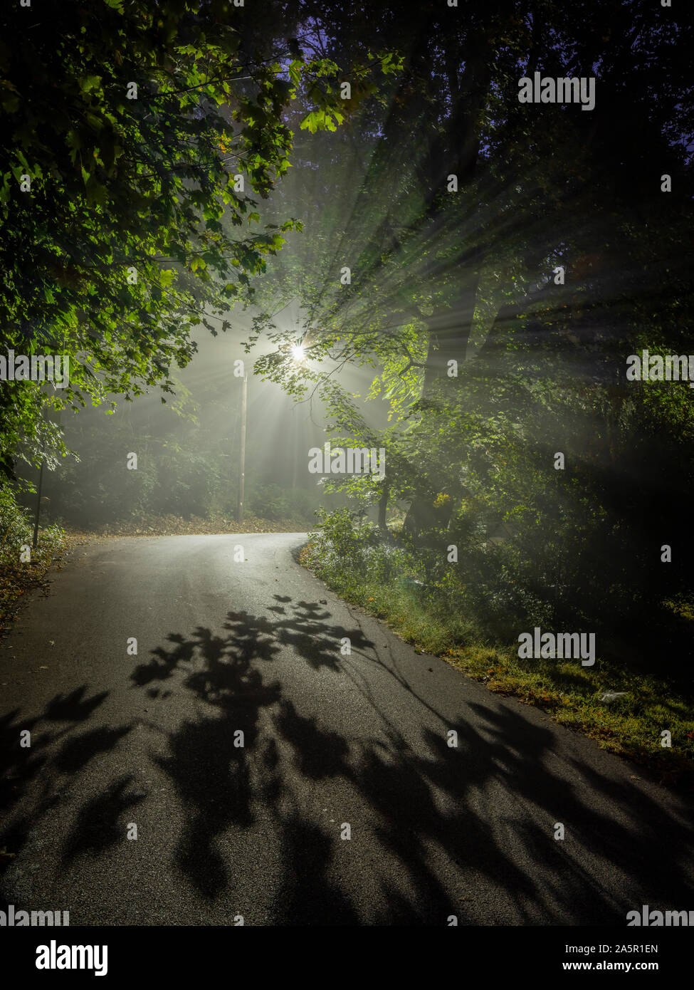 I raggi di luce striature Notte di Nebbia vuota isolata paese curva Road Foto Stock