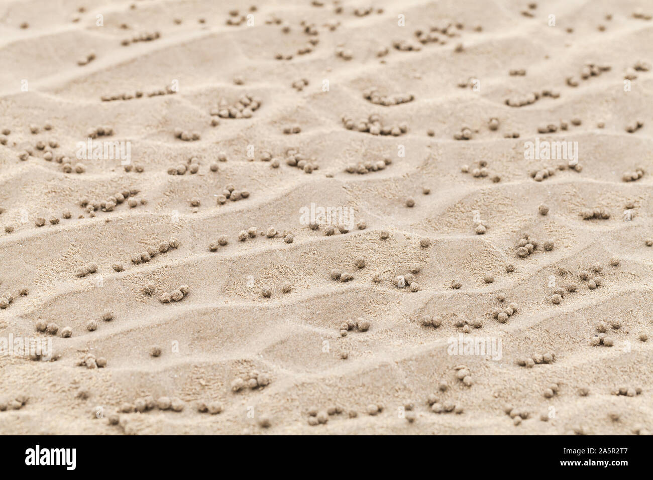 Piccole sfere di bagnato sulla sabbia, naturale modello realizzato da sabbia gorgogliatore granchi o sabbia-gorgogliatori. Foto Stock