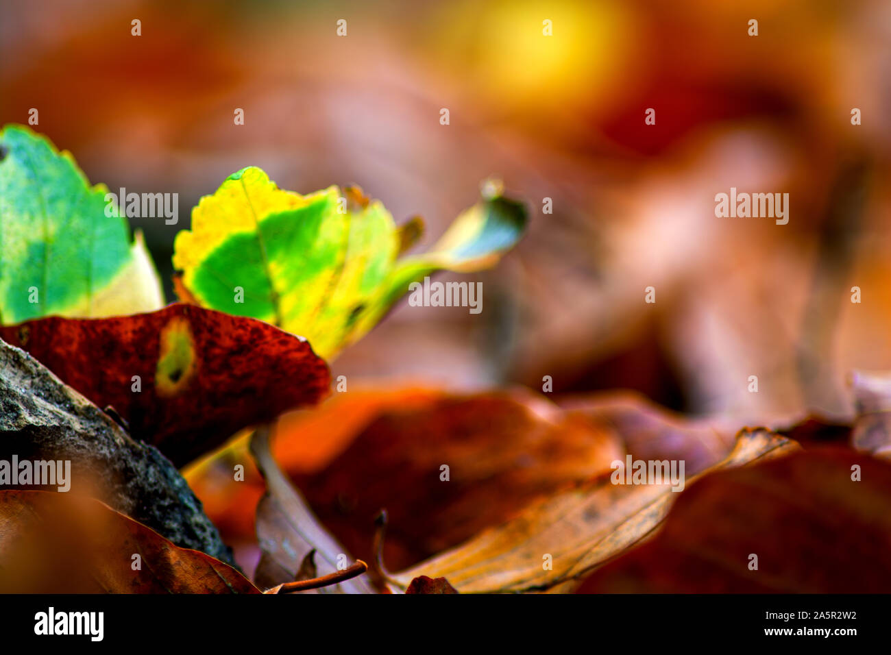 Il fascino di autunno Foto Stock