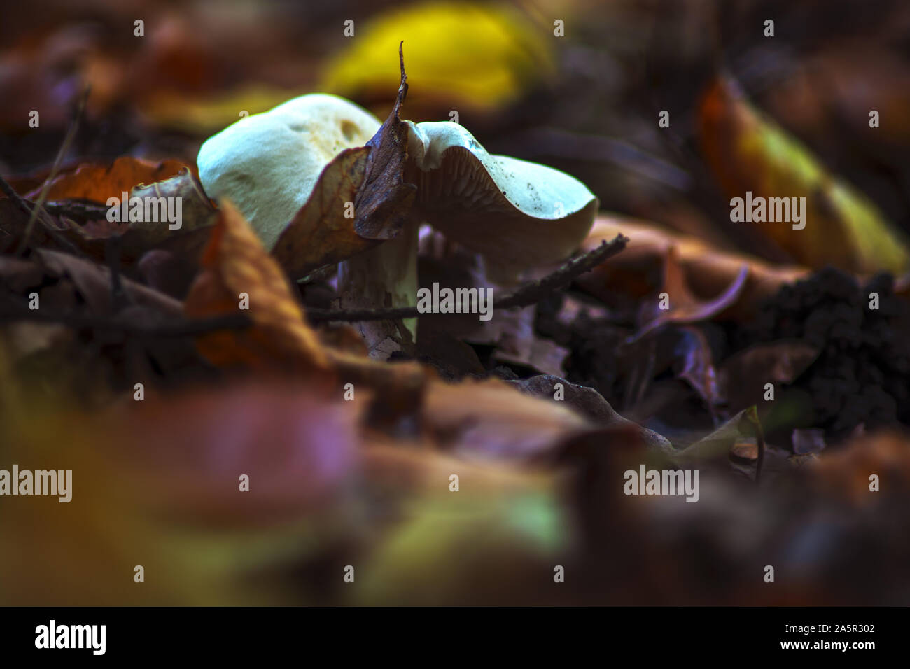 Il fascino di autunno Foto Stock