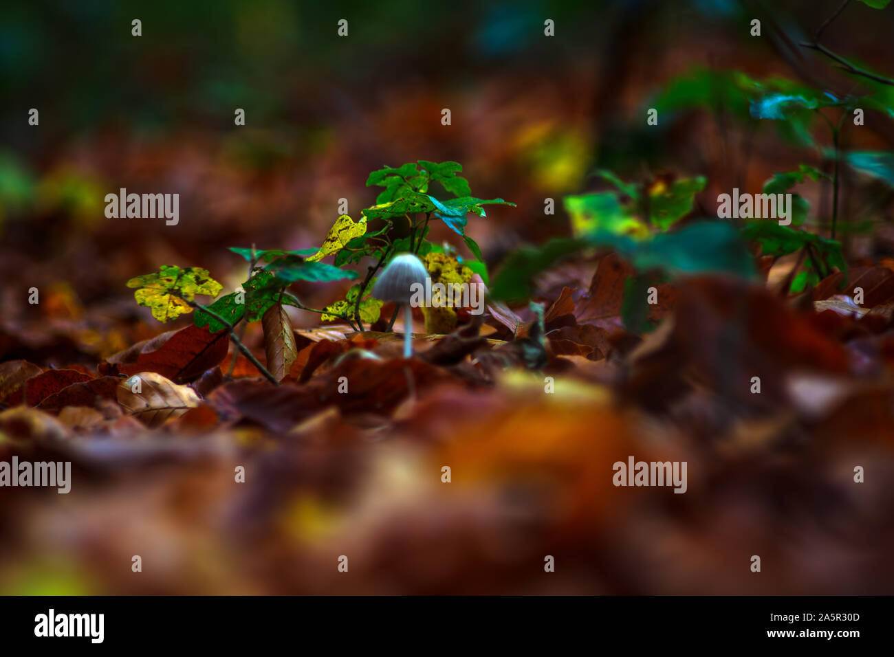 Il fascino di autunno Foto Stock