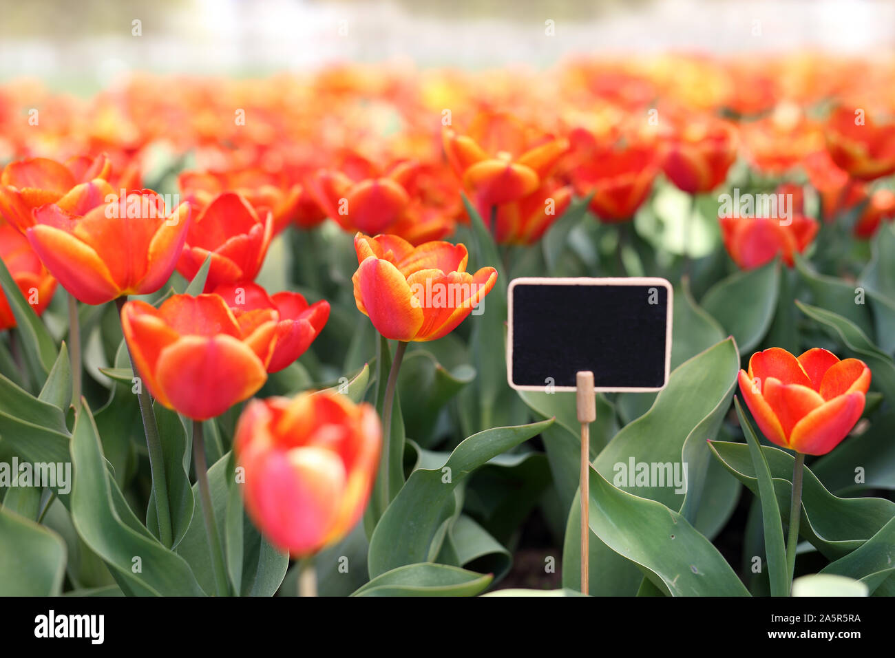 I tulipani. Primavera nel giardino di fiori di fioritura. Foto Stock