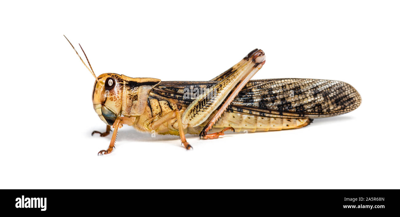 Locusta migratoria, Locusta migratoria, di fronte a uno sfondo bianco Foto Stock