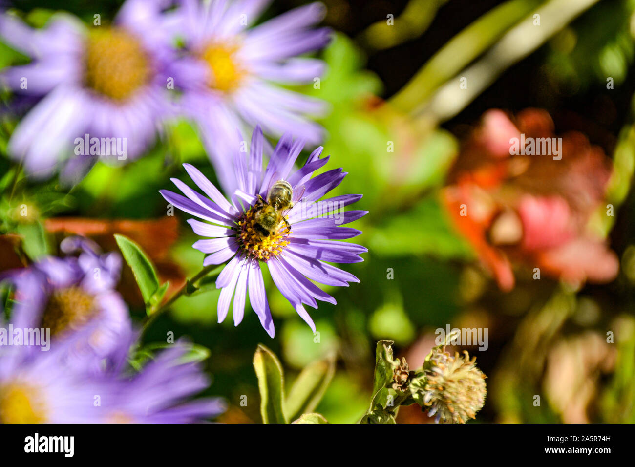 Blumen mit Bienen / Garten / Schlossgarten im Schloss Filseck in Uhingen/Göppingen Foto Stock