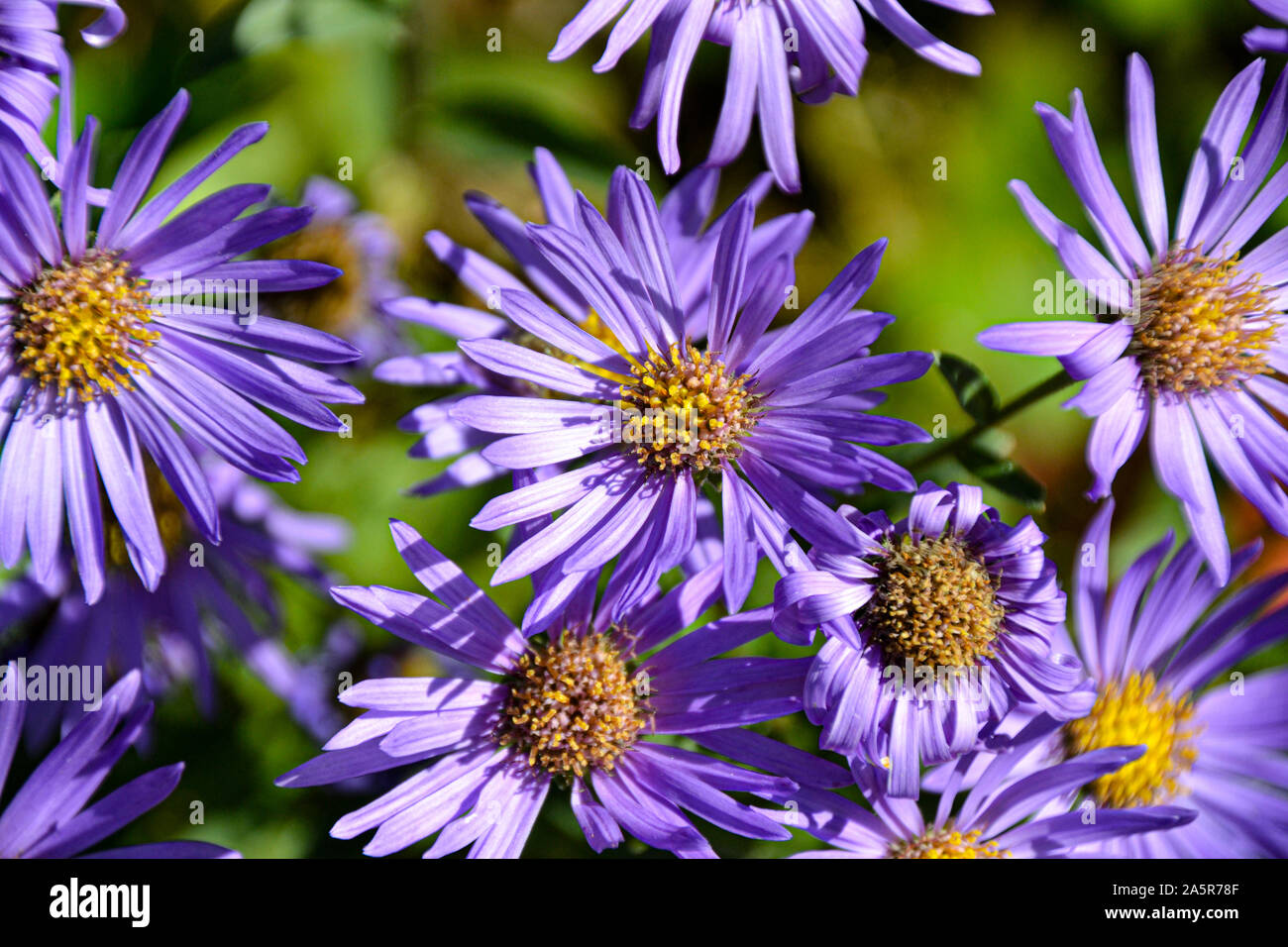 Blumen mit Bienen / Garten / Schlossgarten im Schloss Filseck in Uhingen/Göppingen Foto Stock