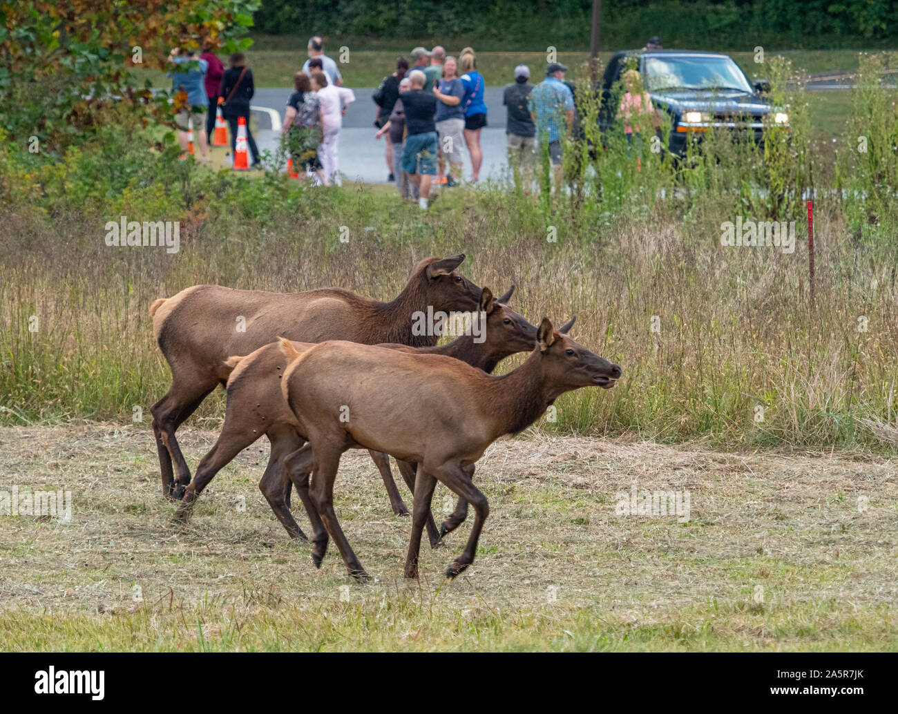 Elk Oconaluftee al Centro Visitatori nel Parco Nazionale di Great Smoky Mountains in Cherokee North Carolina negli Stati Uniti Foto Stock