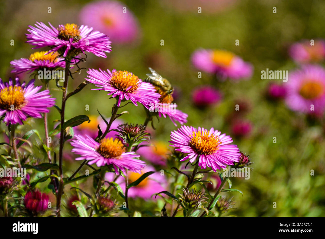 Blumen mit Bienen / Garten / Schlossgarten im Schloss Filseck in Uhingen/Göppingen Foto Stock