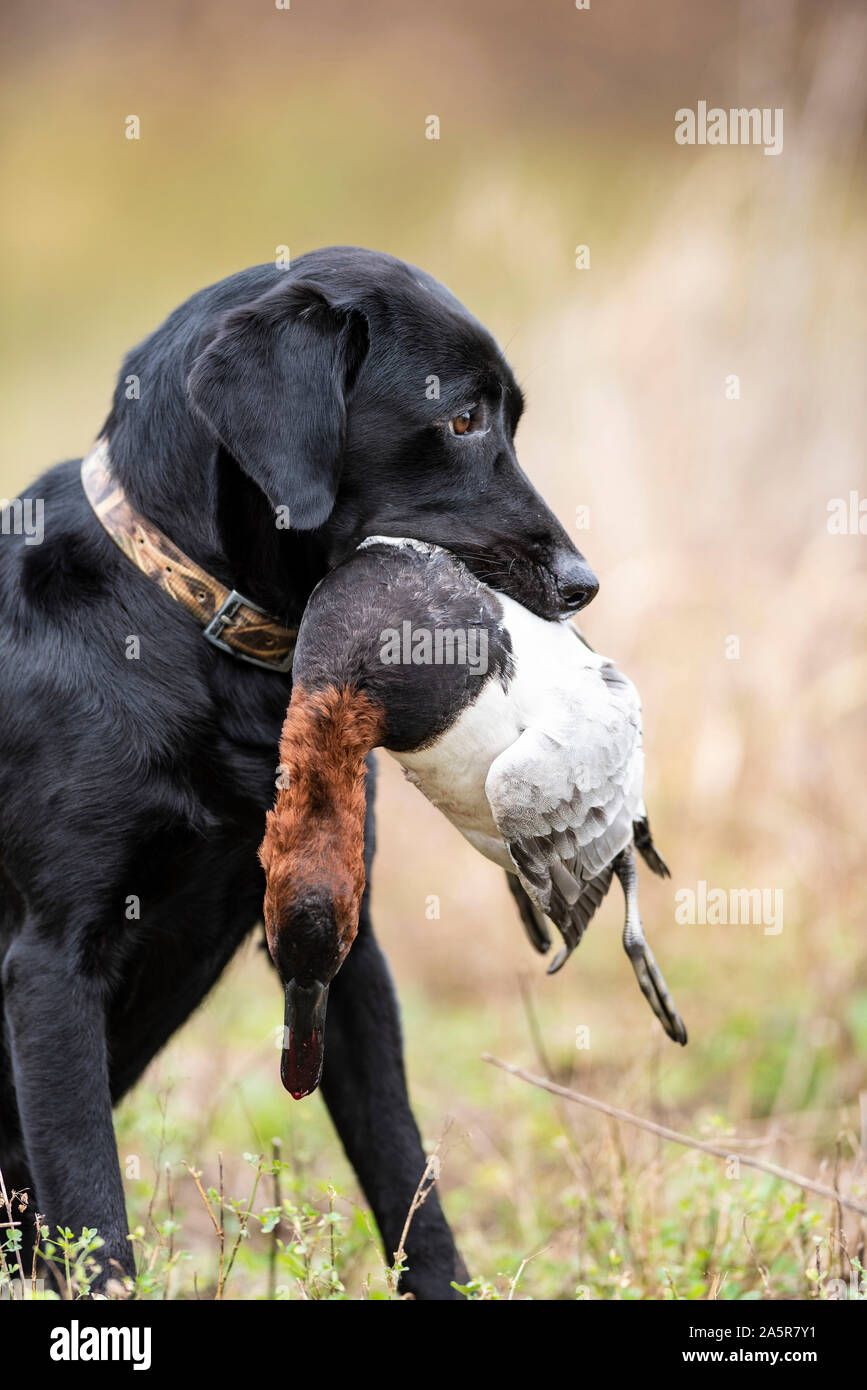 Un Black Lab cane da caccia con un Drake Canvasback Foto Stock
