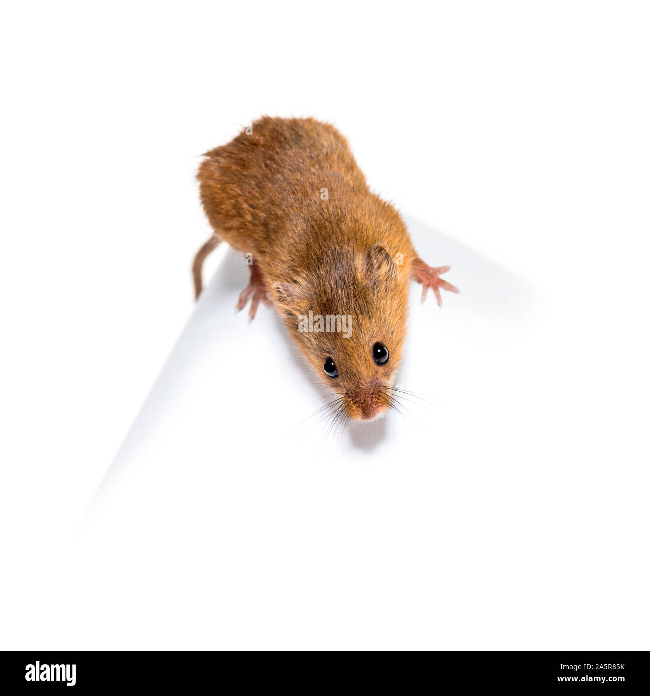 Eurasian harvest mouse, Micromys minutus, di fronte a uno sfondo bianco Foto Stock