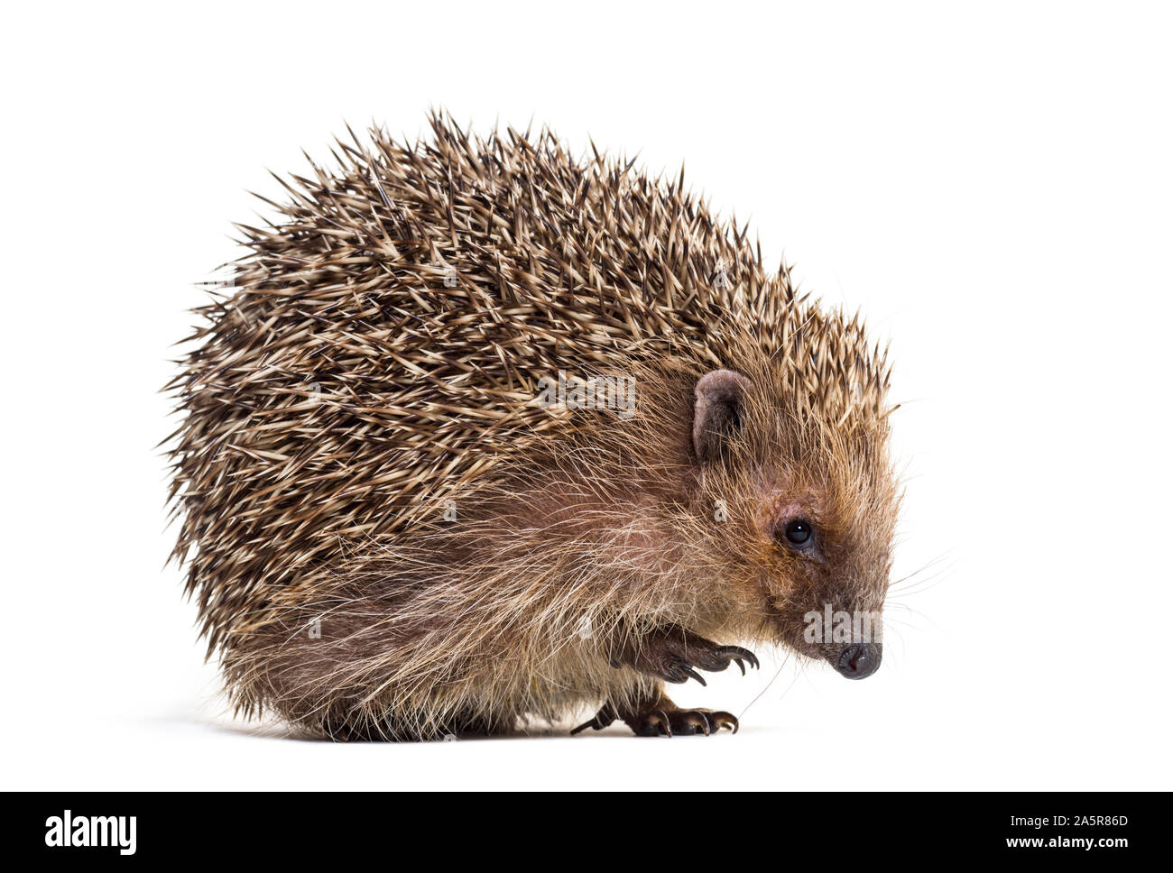 Unione Riccio, Erinaceus europaeus, noto anche come il West European riccio o porcospino comune, di fronte a uno sfondo bianco Foto Stock