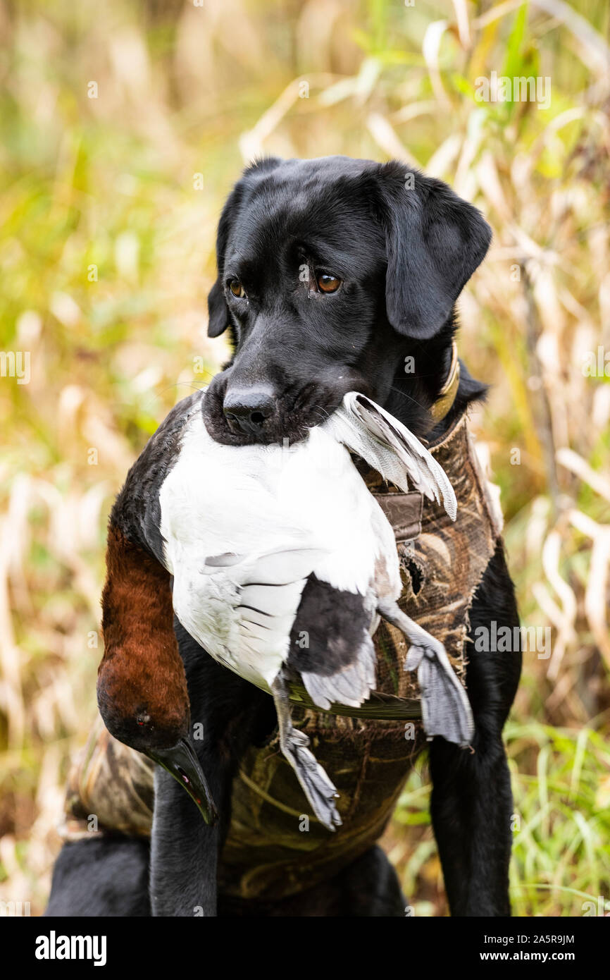 Un Black Lab cane da caccia con un Drake Canvasback Foto Stock