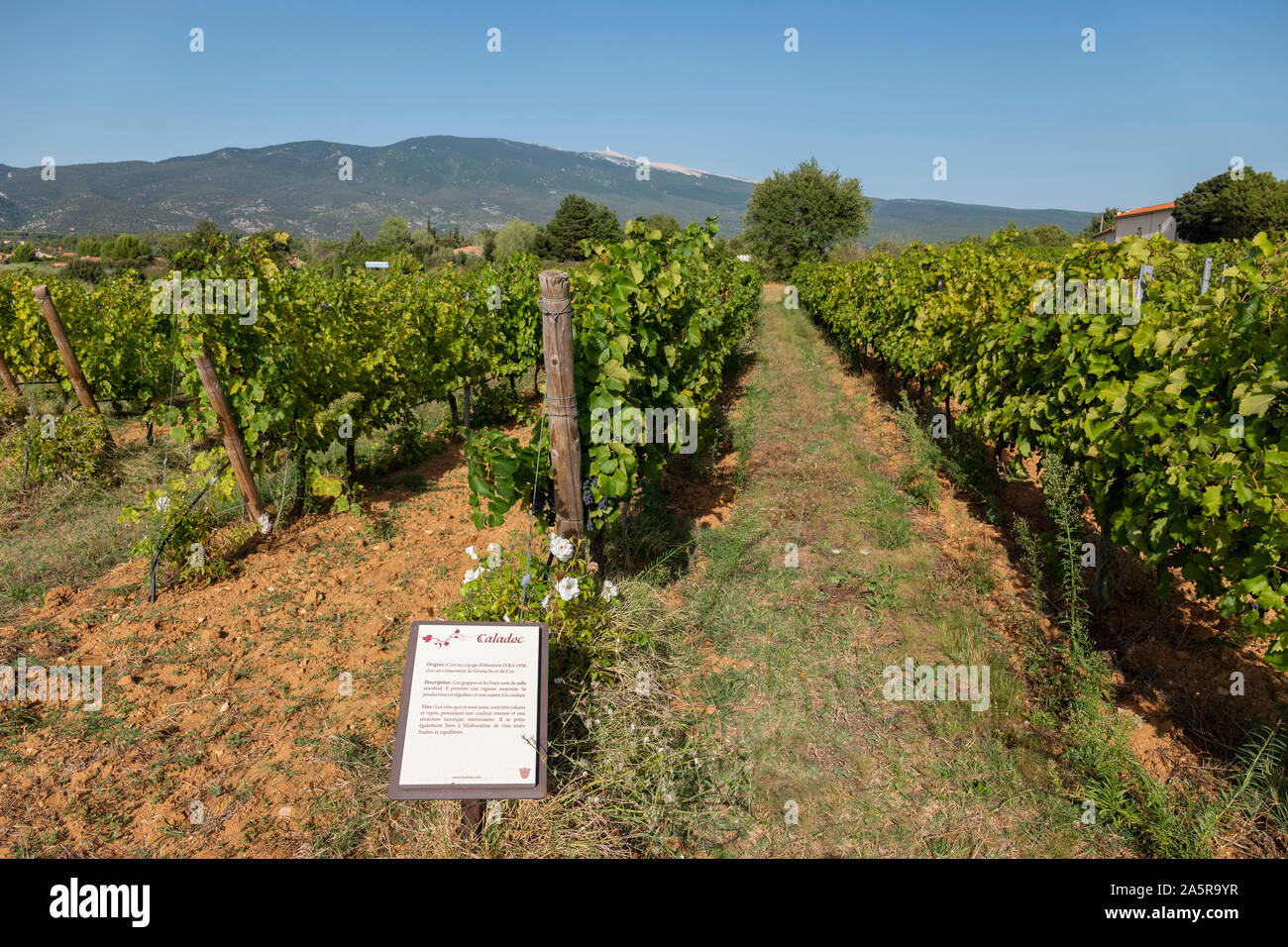 All'aperto il museo del vino, Cotes du Ventoux, Bedoin, Provenza, Francia. Foto Stock