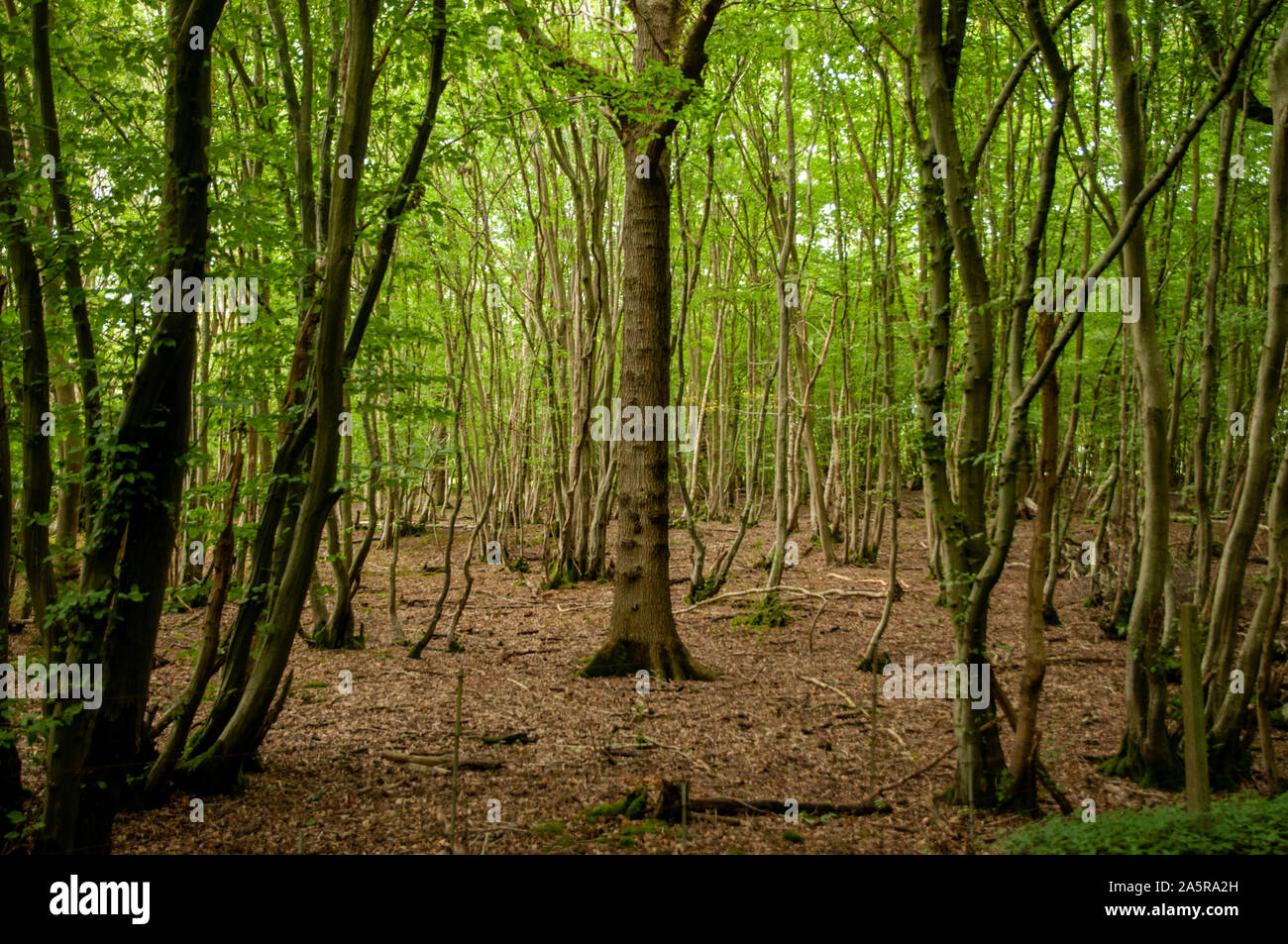 Il cuculo Trail in disuso percorso ferroviario passa attraverso alcuni fitti boschi con la tettoia casting molta ombra. Heathfield, East Sussex, Inghilterra. Foto Stock