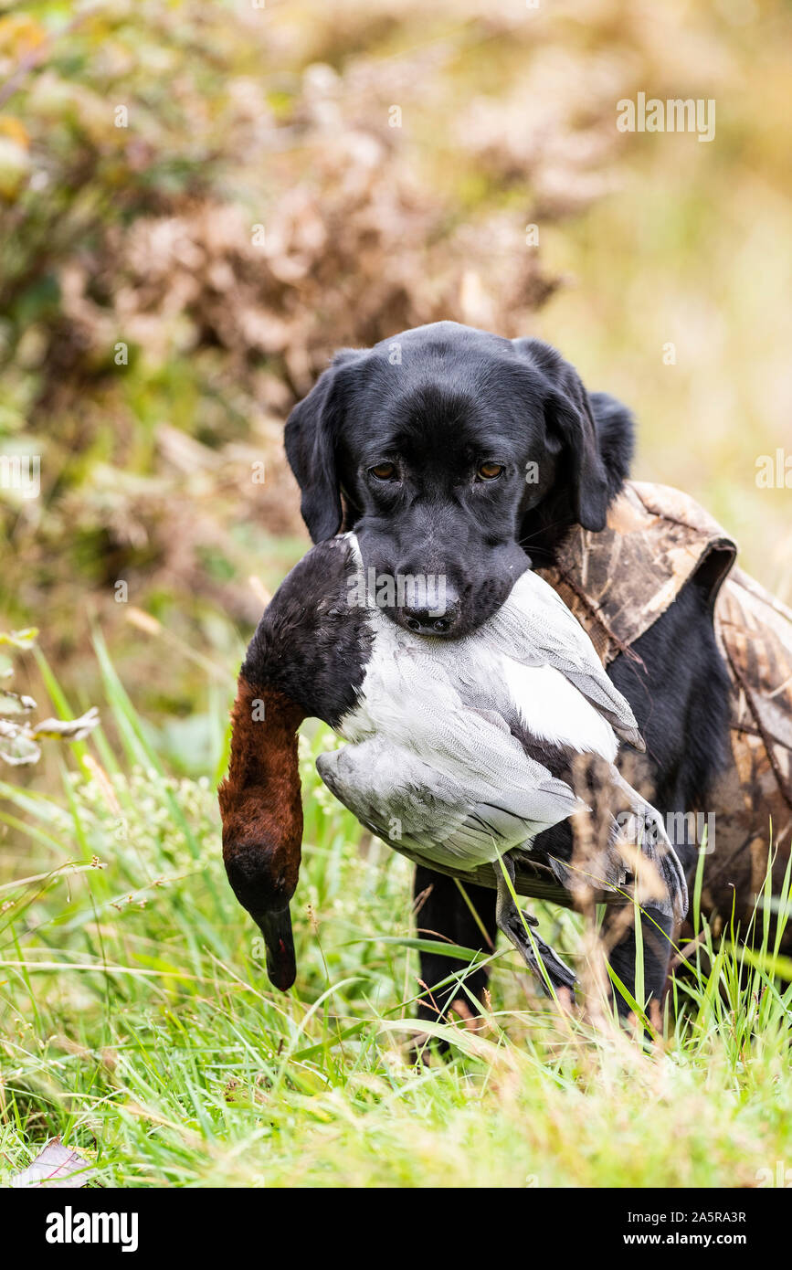 Un Black Lab cane da caccia con un Drake Canvasback Foto Stock