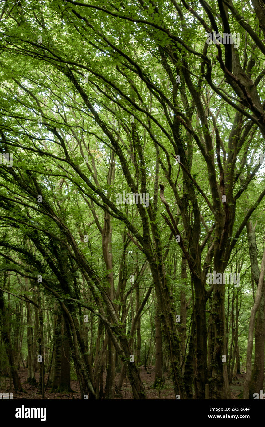 Il cuculo Trail in disuso percorso ferroviario passa attraverso alcuni fitti boschi con la tettoia casting molta ombra. Heathfield, East Sussex, Inghilterra. Foto Stock