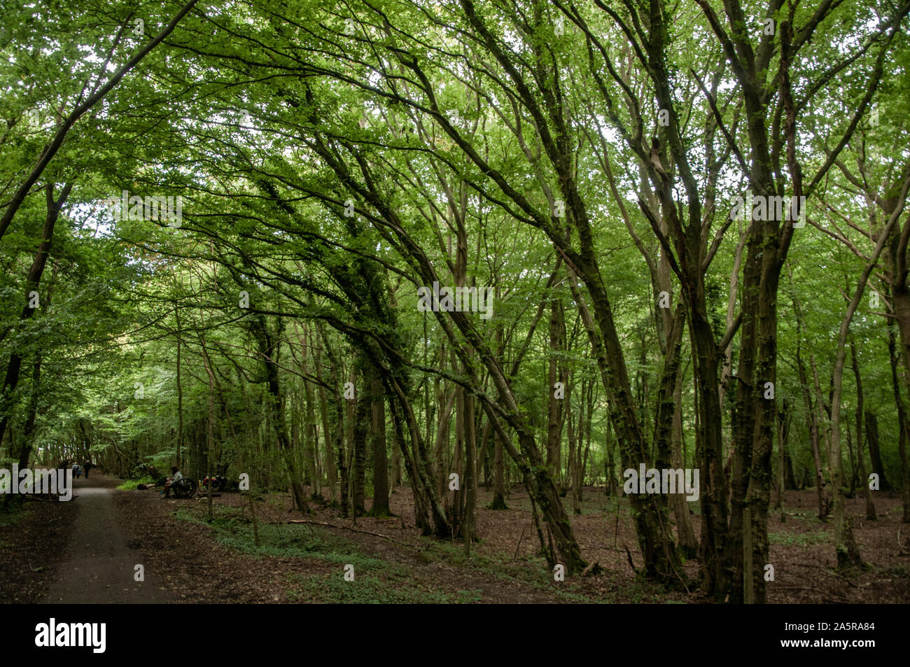 Il cuculo Trail in disuso percorso ferroviario passa attraverso alcuni fitti boschi con la tettoia casting molta ombra. Heathfield, East Sussex, Inghilterra. Foto Stock