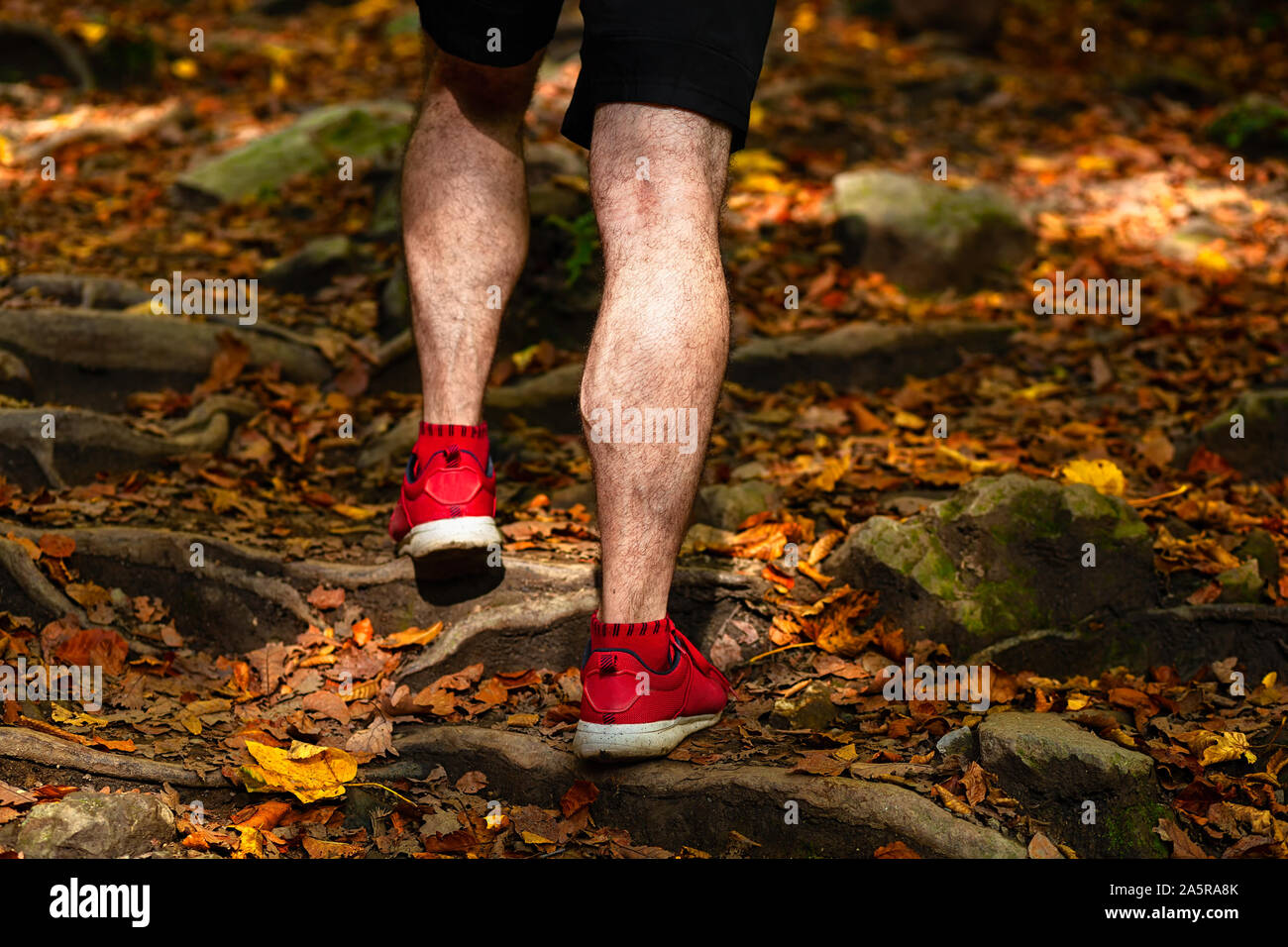 Gambe maschio su una foresta escursioni sentiero coperto di foglie di autunno, salendo, vista posteriore Foto Stock