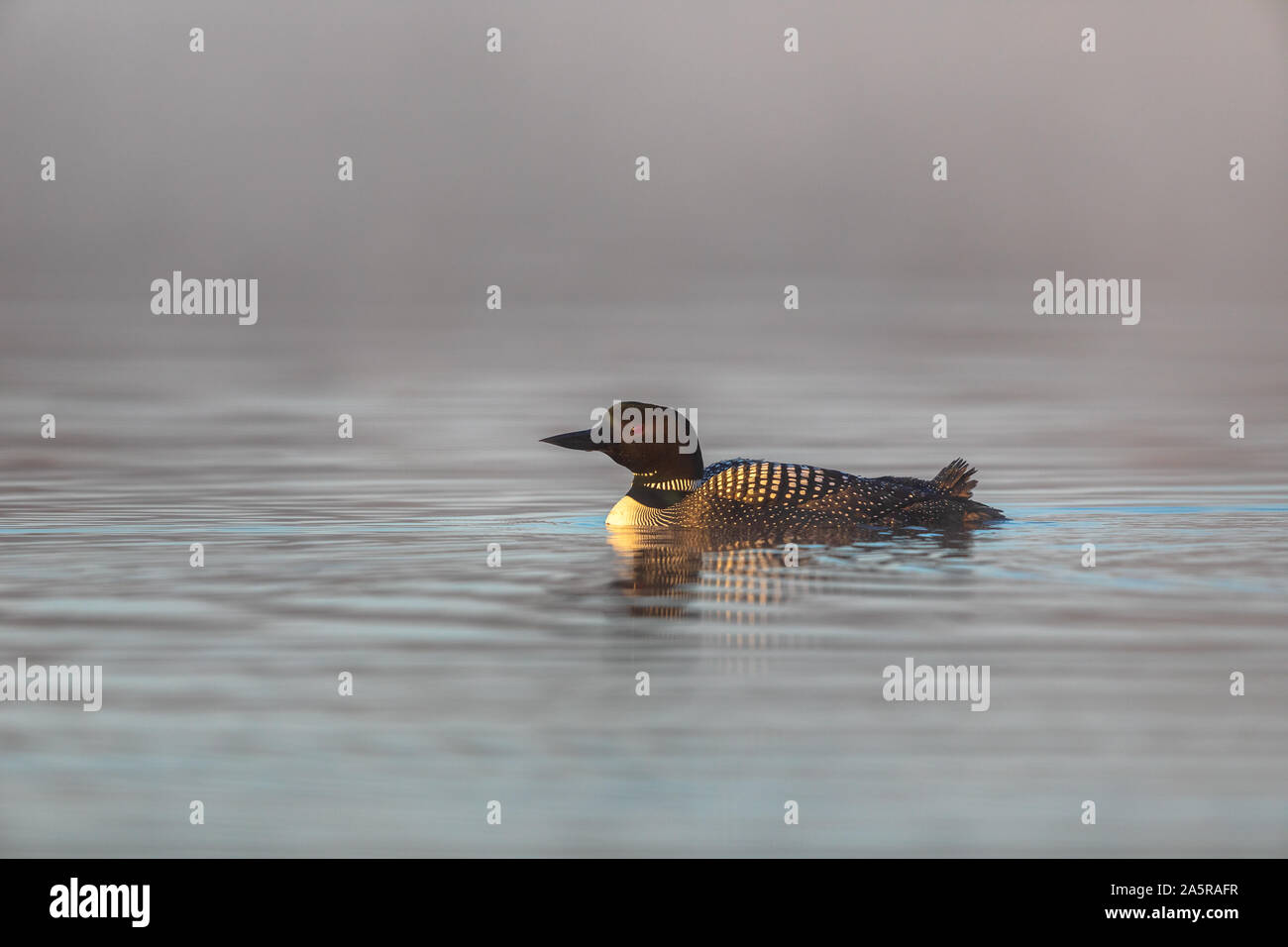 Loon comune nuoto nelle prime ore del mattino la nebbia. Foto Stock