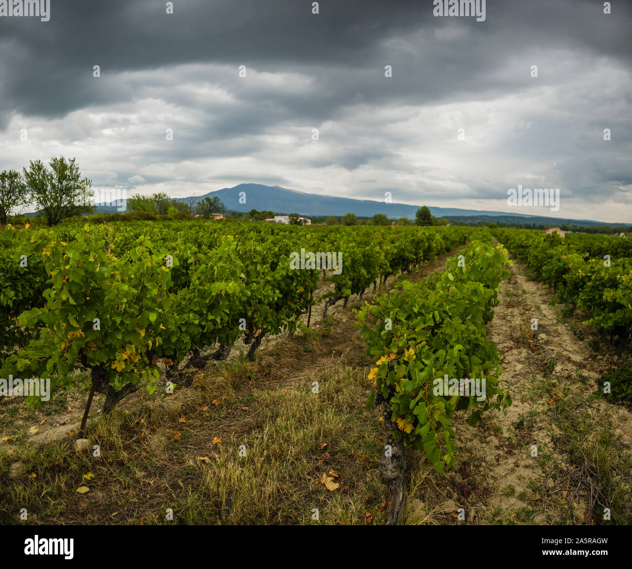 Giorno tempestoso sul Mont Ventoux e le vigne di Cote du Ventoux, Provenza, Francia. Foto Stock