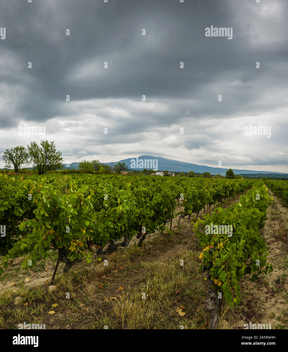 Giorno tempestoso sul Mont Ventoux e le vigne di Cote du Ventoux, Provenza, Francia. Foto Stock