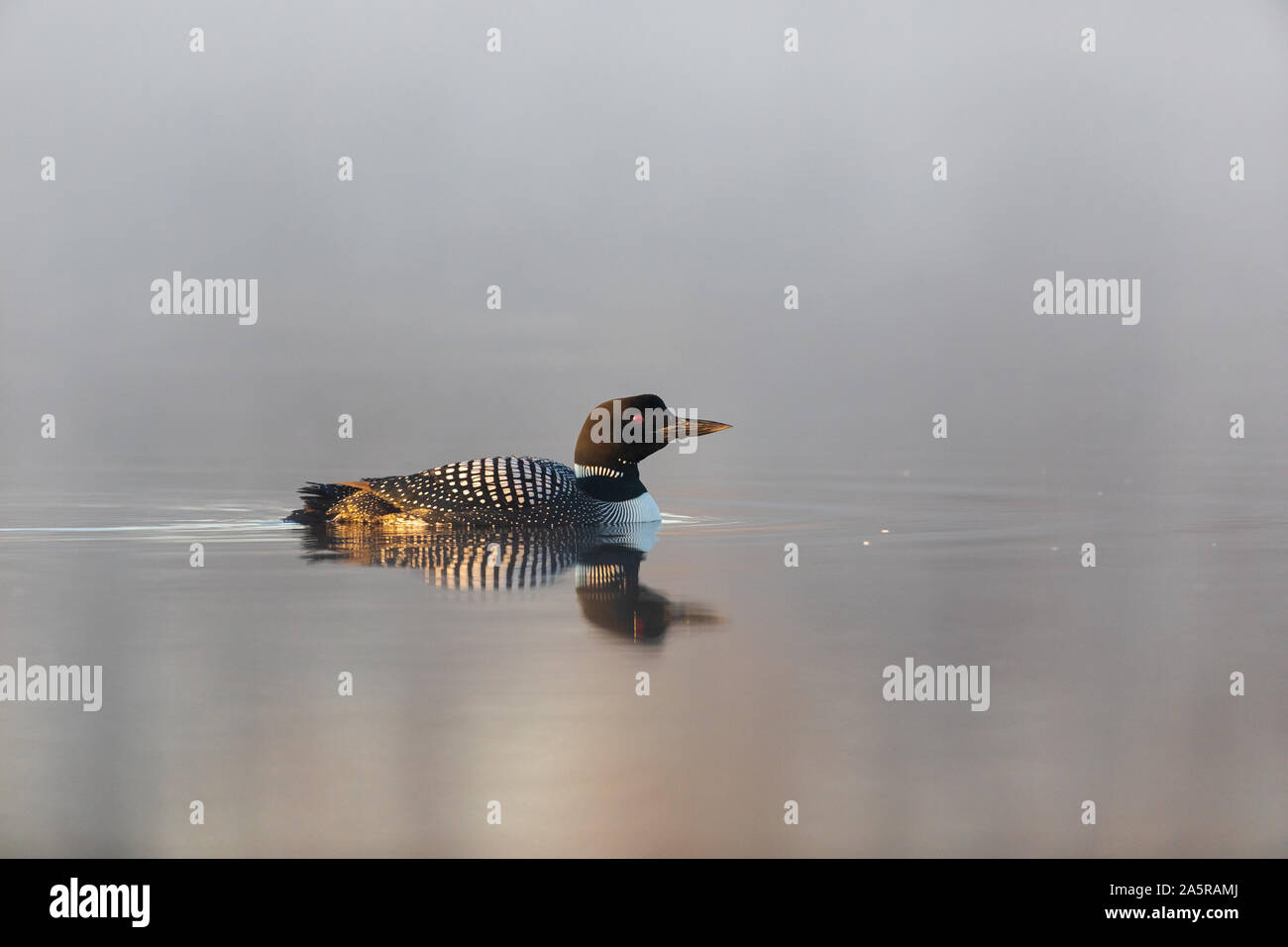 Loon comune nuoto nelle prime ore del mattino la nebbia. Foto Stock