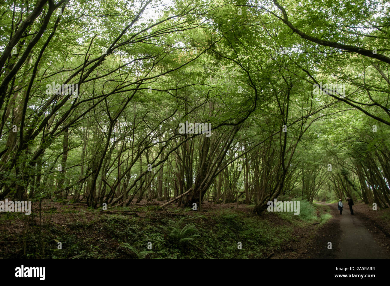 Il cuculo Trail in disuso percorso ferroviario passa attraverso alcuni fitti boschi con la tettoia casting molta ombra. Heathfield, East Sussex, Inghilterra. Foto Stock