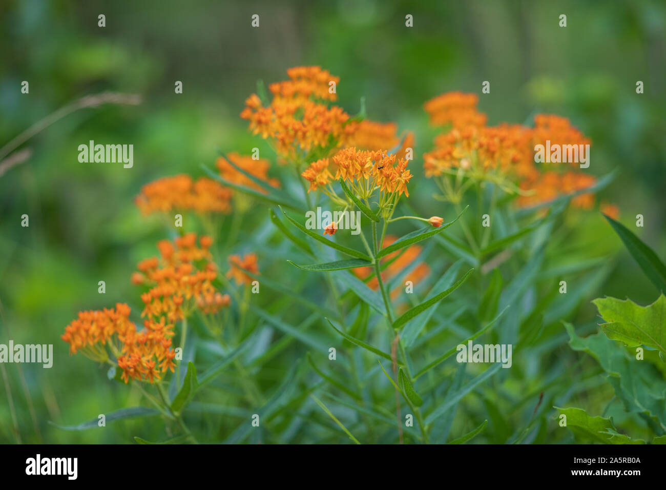 Butterfly weed crescente sul ciglio della strada in Wisconsin settentrionale. Foto Stock