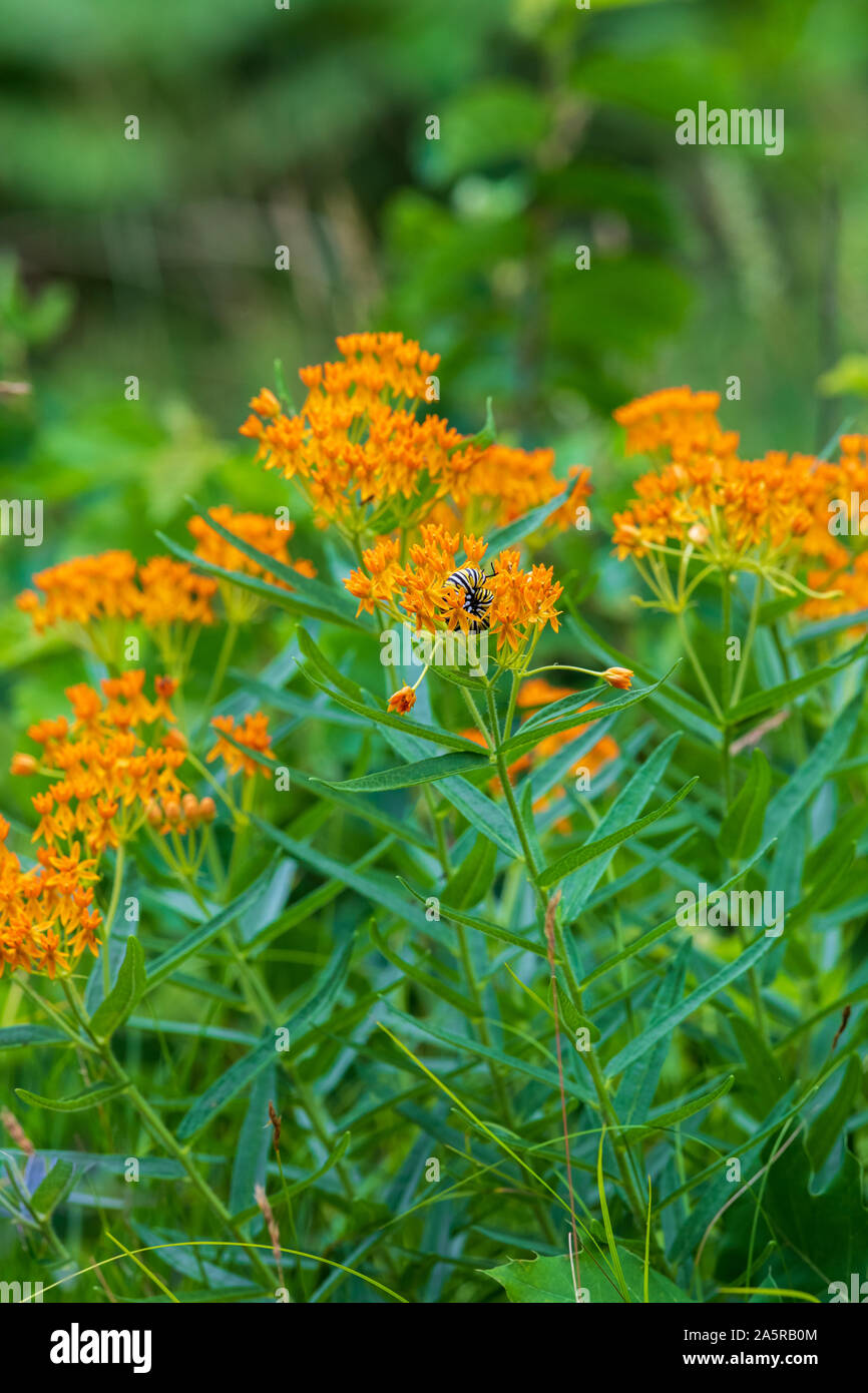 Butterfly weed crescente sul ciglio della strada in Wisconsin settentrionale. Un monarca caterpillar è sull'impianto. Foto Stock