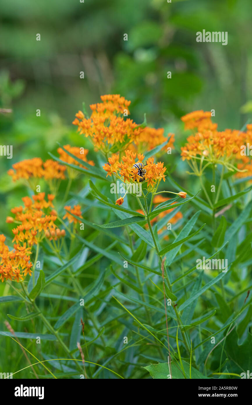 Un monarca bruco su butterfly weed accanto alla strada in Wisconsin settentrionale. Foto Stock
