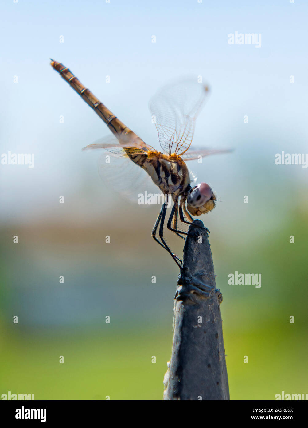 Macro Closeup dettaglio di vagabondaggio glider dragonfly Pantala flavescens sulla recinzione metallica post Foto Stock