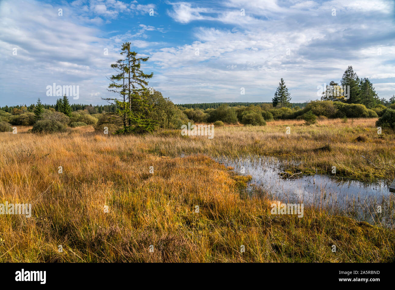 Landschaft im Naturpark Hohes Venn, Luttich, Belgien | Hautes Fagnes riserva naturale di Liegi, Belgio Foto Stock