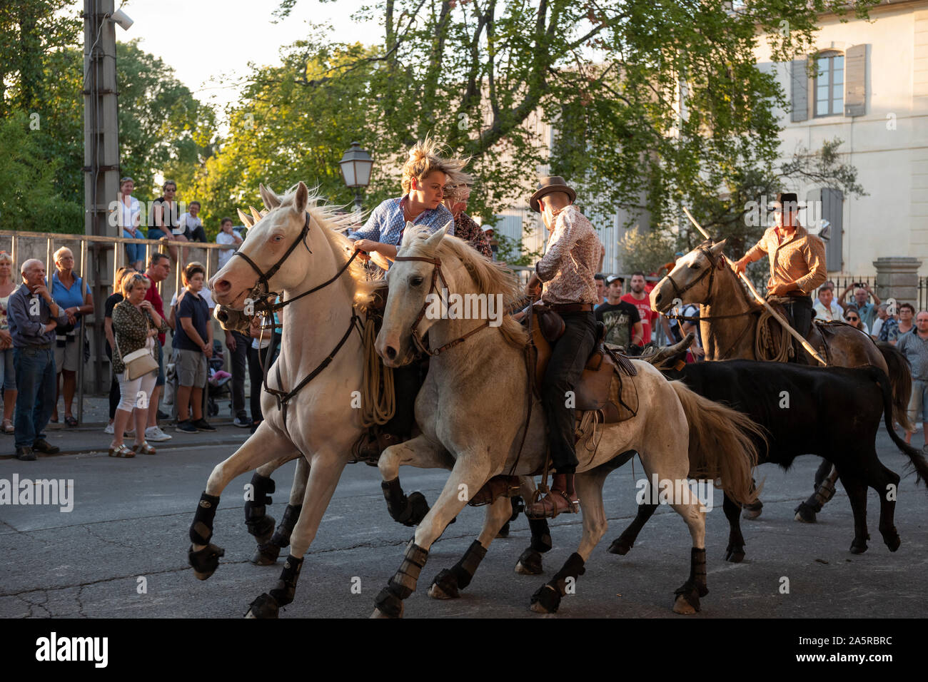 Il Bull Run in San Remo, organizzata dai custodi della Camargue, Provenza, Francia Foto Stock