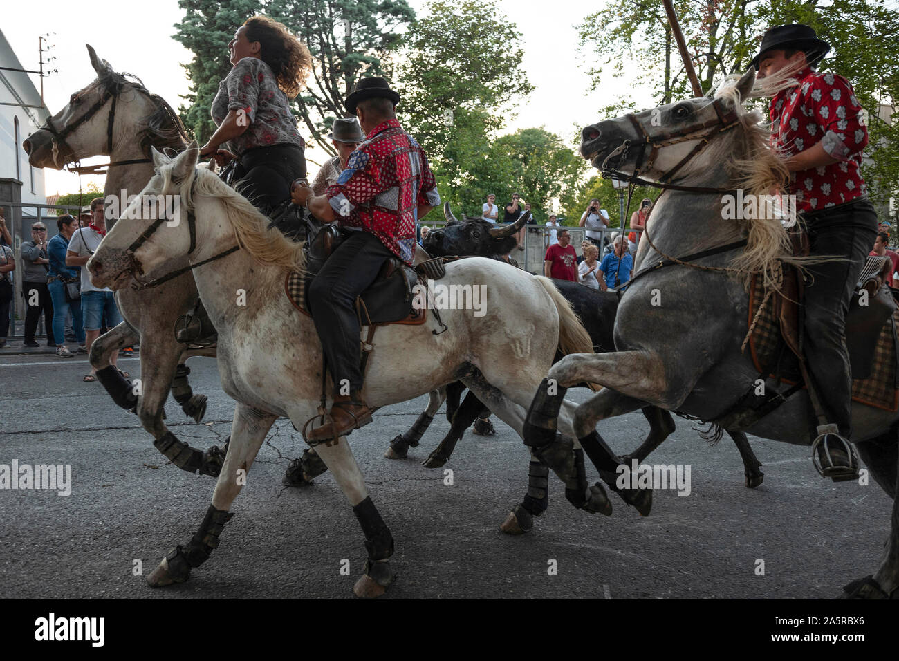 Il Bull Run in San Remo, organizzata dai custodi della Camargue, Provenza, Francia Foto Stock