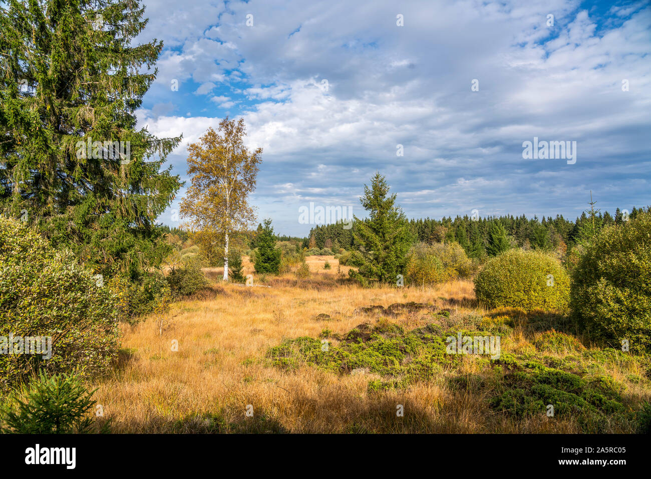 Landschaft im Naturpark Hohes Venn, Luttich, Belgien | Hautes Fagnes riserva naturale di Liegi, Belgio Foto Stock