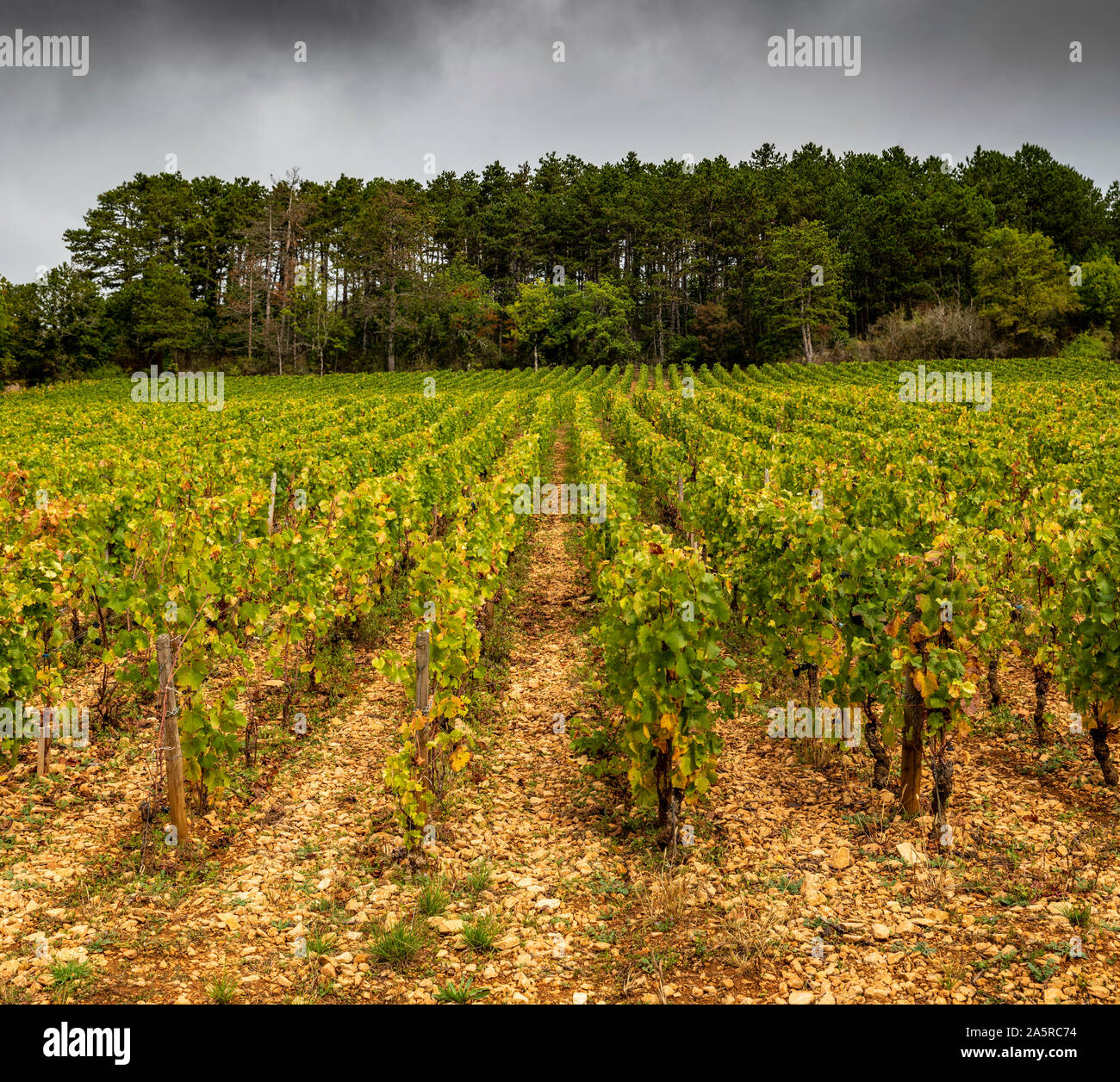 Autunno nei vigneti di Nuits Saint Georges, Borgogna, Francia. Foto Stock