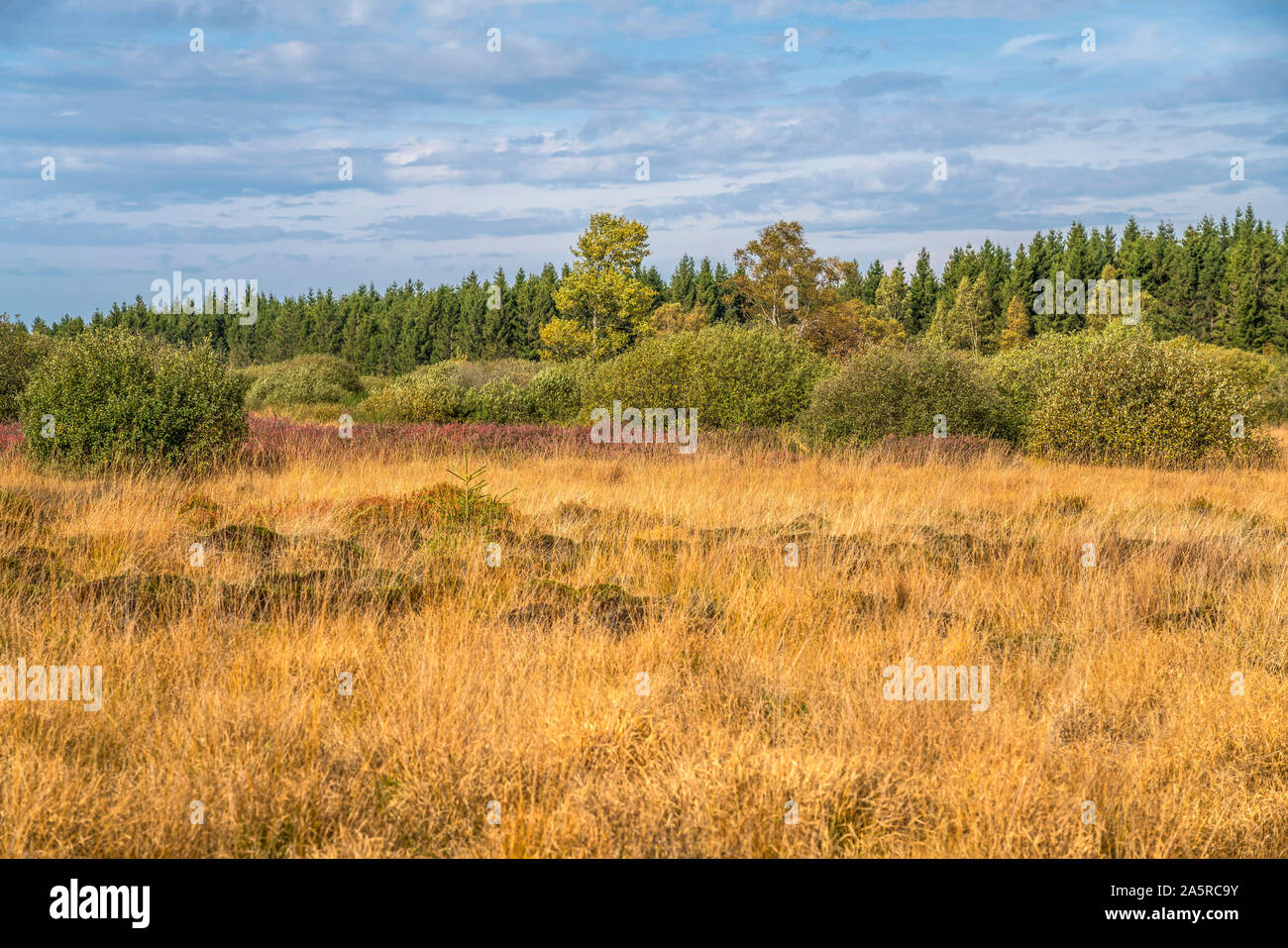 Landschaft im Naturpark Hohes Venn, Luttich, Belgien | Hautes Fagnes riserva naturale di Liegi, Belgio Foto Stock