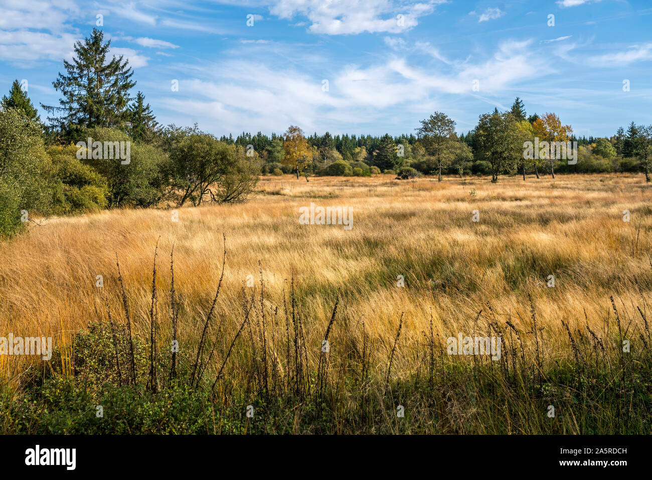 Landschaft im Naturpark Hohes Venn, Luttich, Belgien | Hautes Fagnes riserva naturale di Liegi, Belgio Foto Stock
