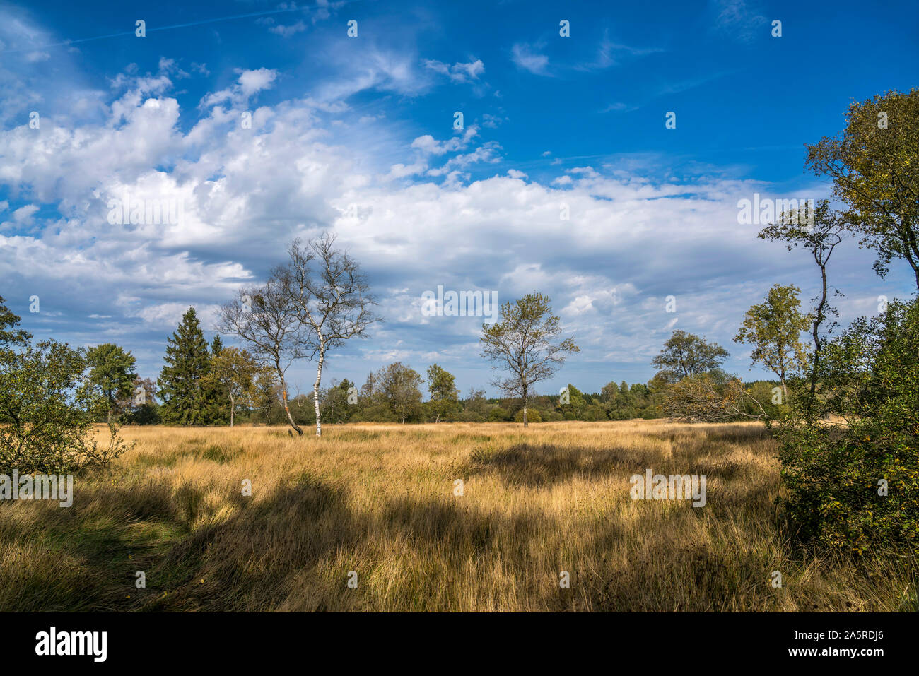 Landschaft im Naturpark Hohes Venn, Luttich, Belgien | Hautes Fagnes riserva naturale di Liegi, Belgio Foto Stock