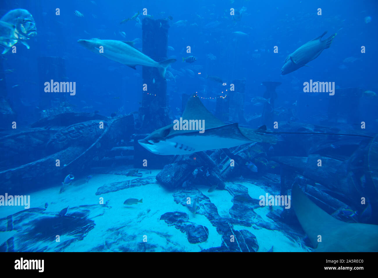 Acquario e lo Zoo di subacquea presso Atlantis Palm, Dubai, Emirati Arabi Uniti Foto Stock