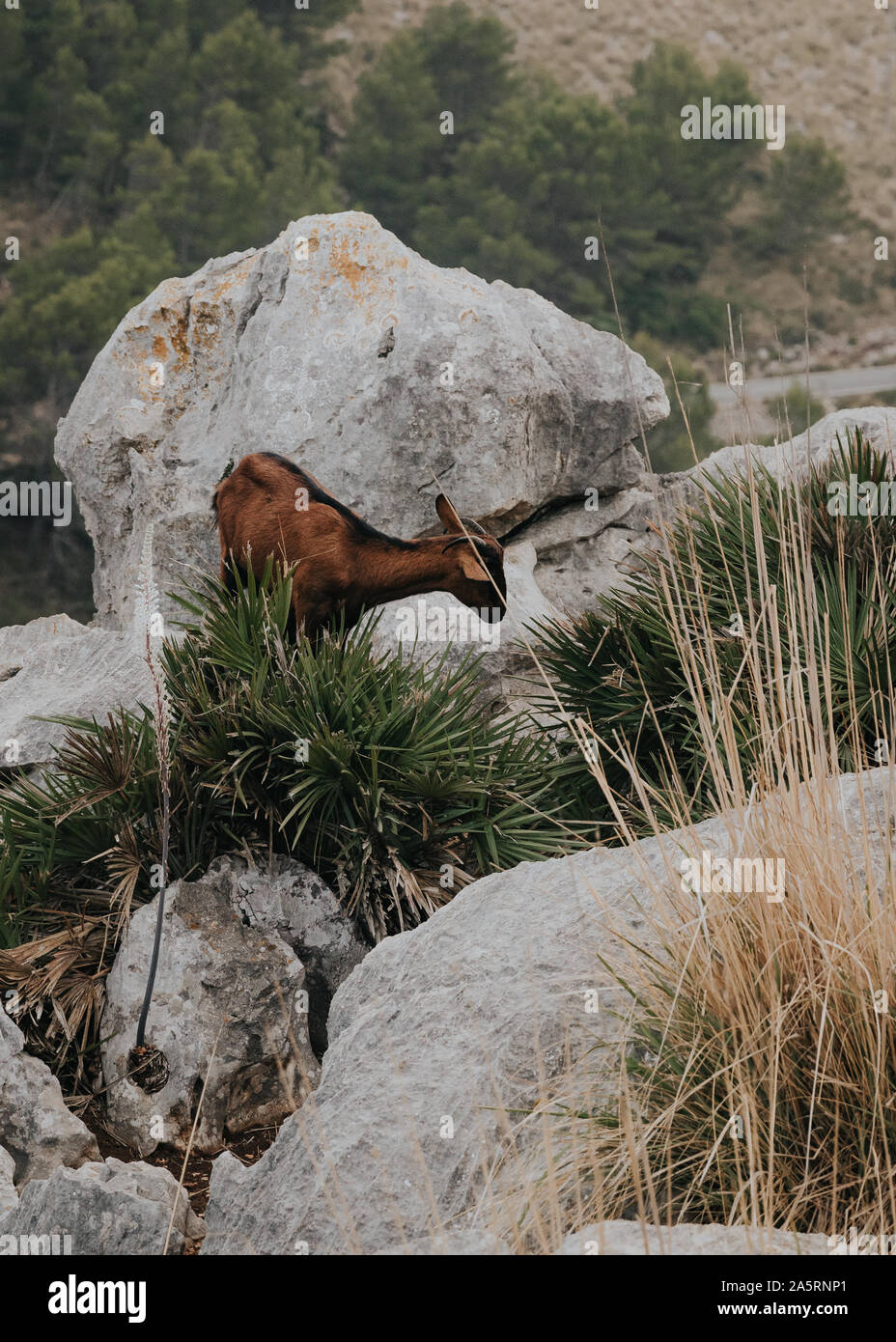 Capra selvatica arrampicate sulle alte montagne nel mezzo del naturale Foto Stock