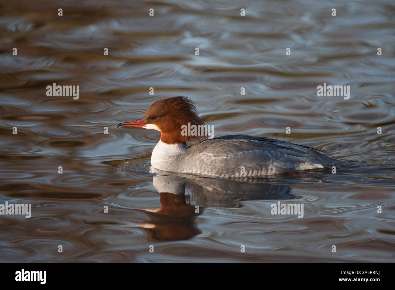 Smergo maggiore, Mergus merganser, singolo femmina adulta di nuoto, Slimbridge, Gloucestershire, Regno Unito Foto Stock