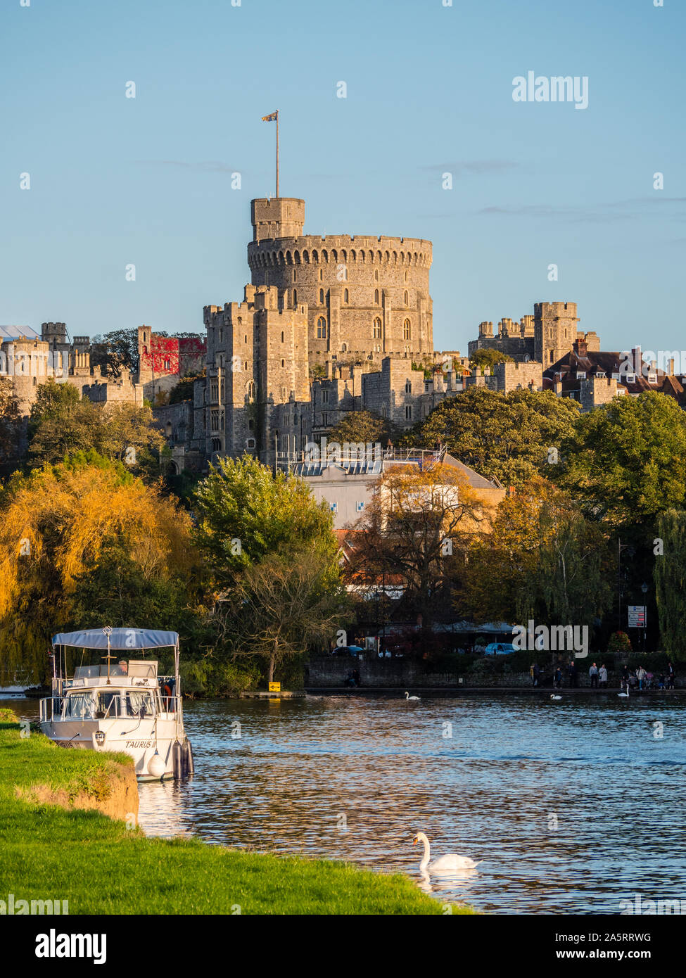 Paesaggio di Swan e barca sul fiume Tamigi, con il Castello di Windsor, Windsor, Berkshire, Inghilterra, Regno Unito, GB. Foto Stock