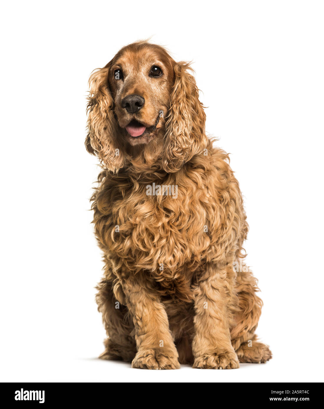 Old English Cocker Spaniel, 10 anni seduto contro uno sfondo bianco Foto Stock