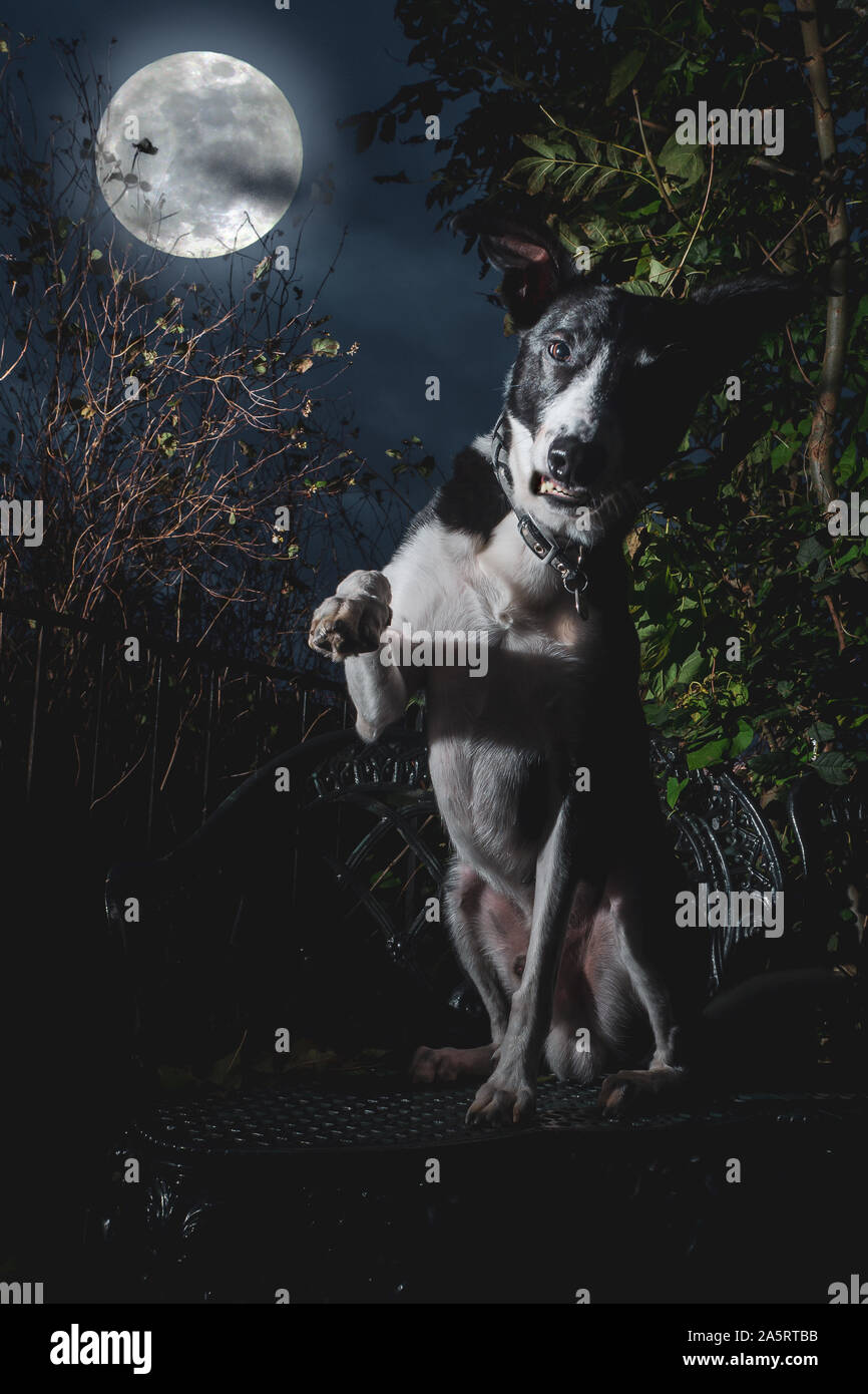 Cane in posa e guardando scary per Halloween Foto Stock